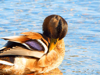 Close-up of bird by lake