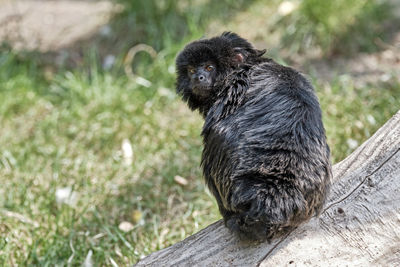 Portrait of black dog sitting on wood