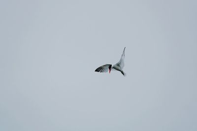 Low angle view of seagull flying in sky