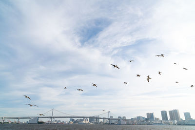 Flock of birds flying in sky