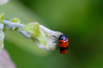 Close-up of ladybug on leaf