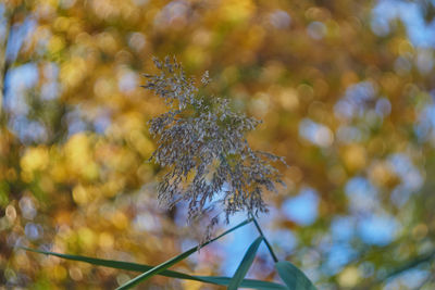 Close-up of dried plant against blurred background