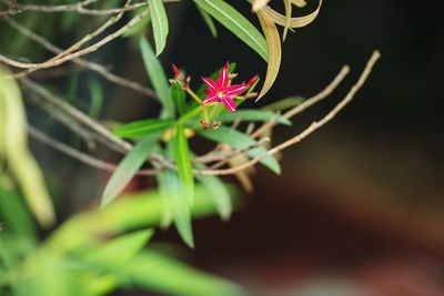Close-up of red flower against blurred background