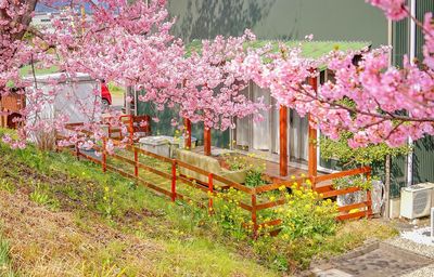 Pink cherry blossom tree in front of building