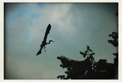 Low angle view of silhouette birds flying in sky