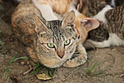 High angle portrait of cat