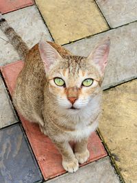 High angle portrait of cat sitting on footpath