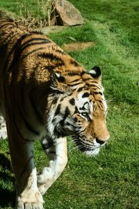 Close-up of tiger on field in zoo