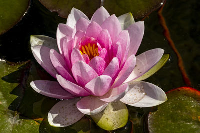 Close-up of water lily in lake