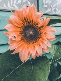 Close-up of orange flower