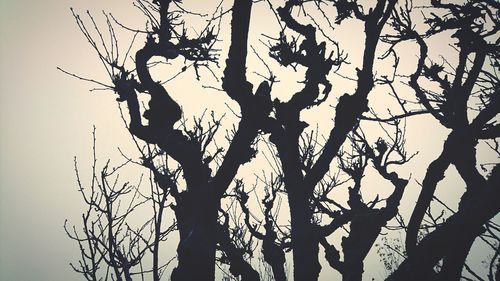 Low angle view of bare trees against sky