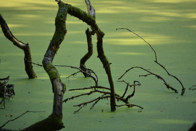 Bare tree on landscape