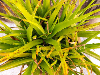 Full frame shot of succulent plant