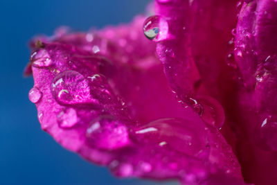 Close-up of wet pink rose flower