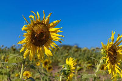 Close-up of sunflower blooming in field