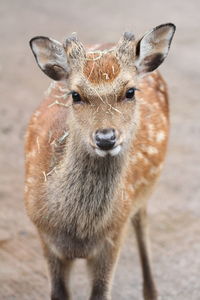 Portrait of deer standing on land