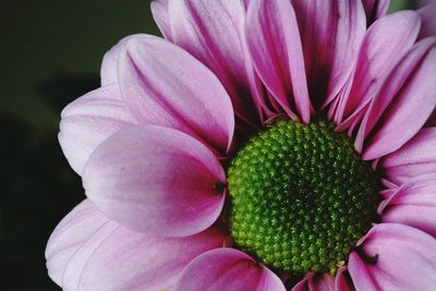 Close-up of pink rose flower