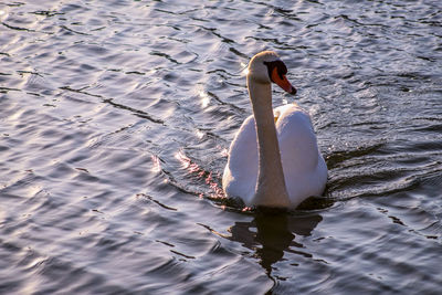 View of swan swimming in lake