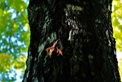 Close-up of lizard on tree trunk