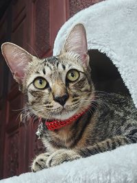 Close-up portrait of cat