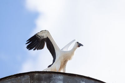 Low angle view of seagull flying