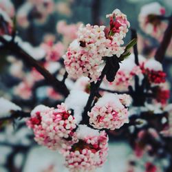 Close-up of pink flowers on branch