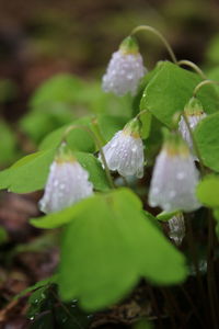 Close-up of water drops on leaf