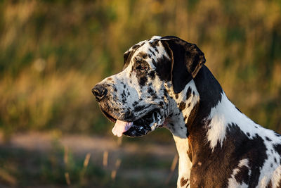 Close-up of a dog looking away