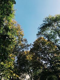 Low angle view of trees against sky