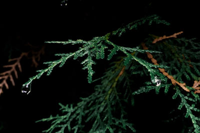 Close-up of snow on plant at night