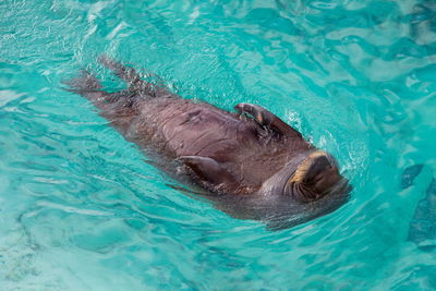 Overhead view of young female pacific walrus swimming on her back in turquoise water