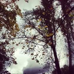 Low angle view of trees against sky