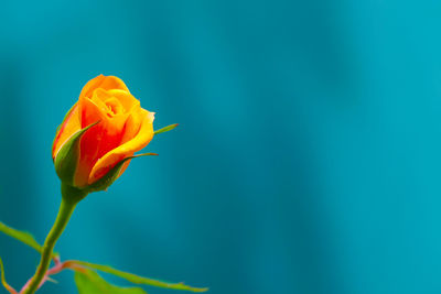 Close-up of flower blooming outdoors