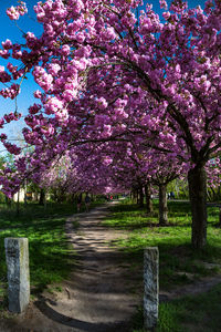 View of cherry blossom trees in park
