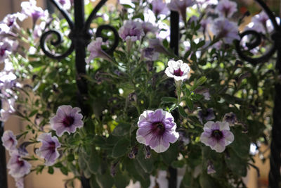 Close-up of purple flowers