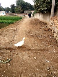 Side view of man on bird