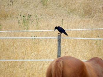 Close-up of a bird on field