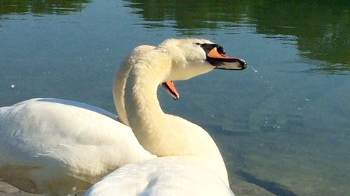 White swan in lake