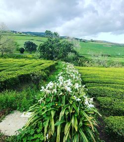 Scenic view of agricultural field against sky