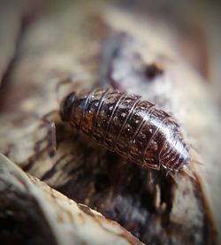 Close-up of insect