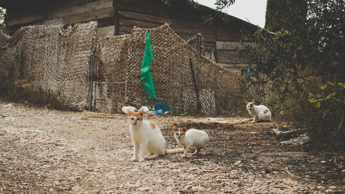 Cats sitting in abandoned villa on kerkyra's island