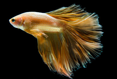 Close-up of fish swimming against black background