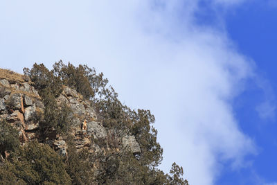 Low angle view of trees against sky