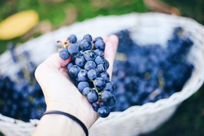 Cropped hand of woman holding grapes at farm