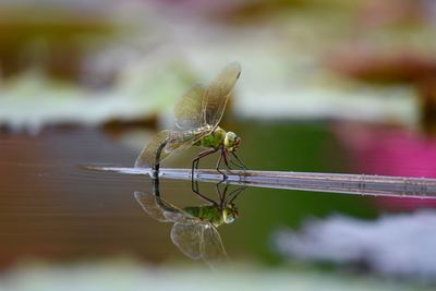 Close-up of insect