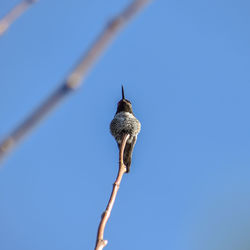 Low angle view of bird perching on plant against sky