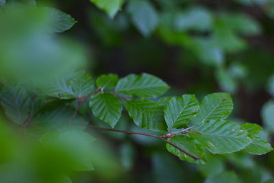 Close-up of plant