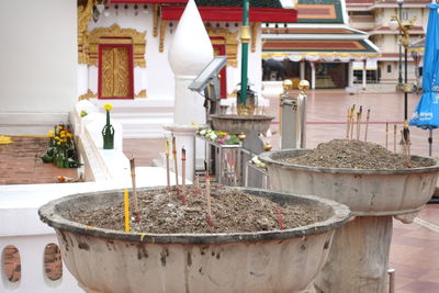 Potted plants outside building