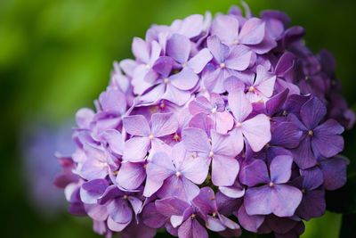 Close-up of purple hydrangea blooming outdoors