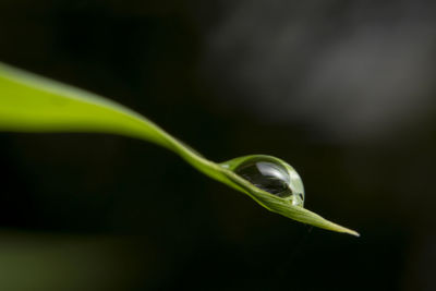 Close-up of green leaf on grass